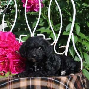 Gideon, Mini Bernedoodle Puppy